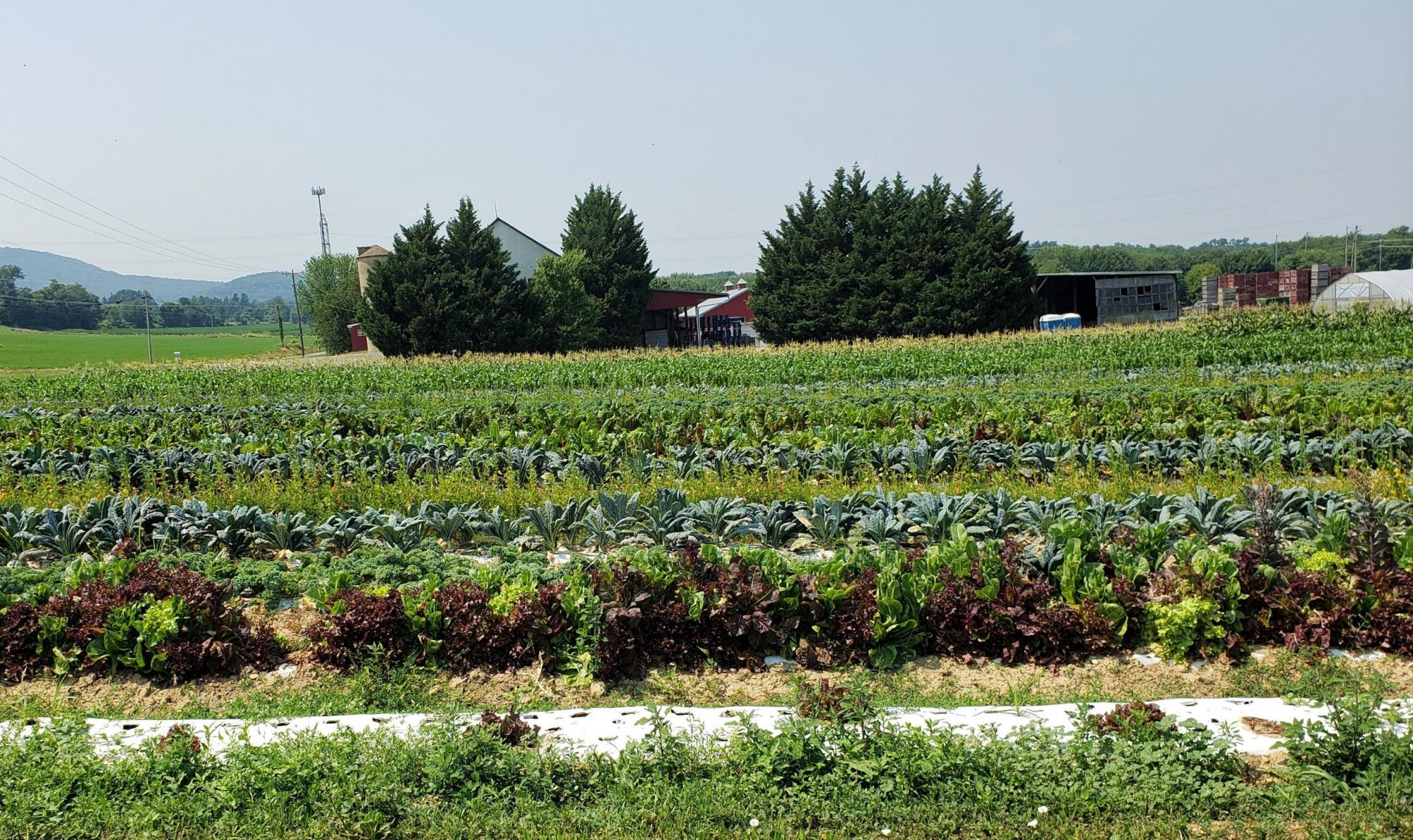 Produce Safety | Department Of Plant Science & Landscape Architecture